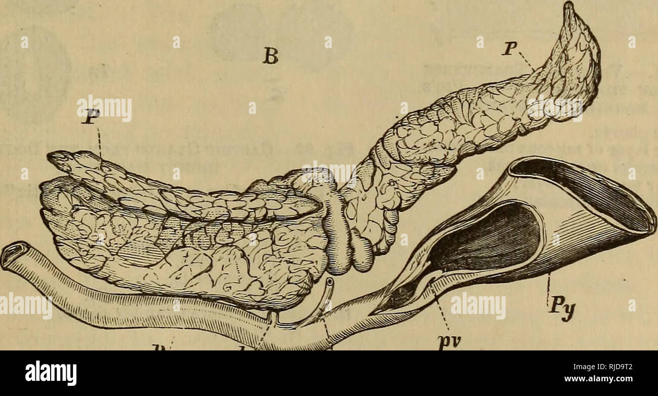 Le Chat Une Introduction A L Etude Des Animaux A Colonne Vertebrale En Particulier Les Mammiferes Chats Anatomie Comparatif Fig 90 L Estomac Du Chat Et Du Pancreas A Bord Lateral Gauche