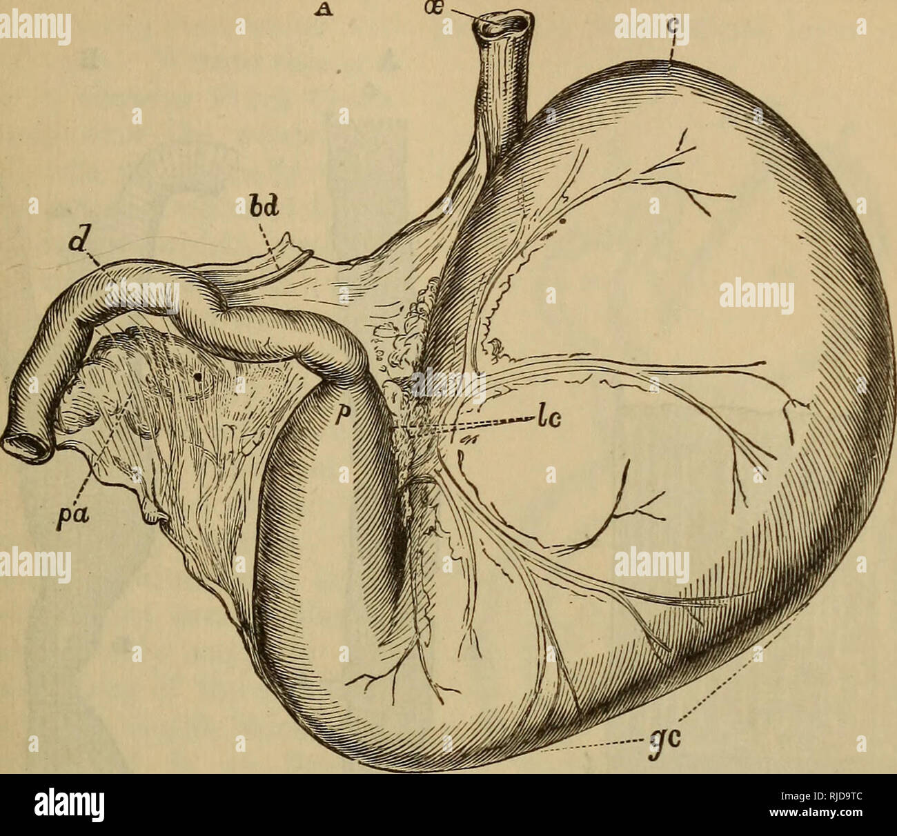Le Chat Une Introduction A L Etude Des Animaux A Colonne Vertebrale En Particulier Les Mammiferes Chats Anatomie Comparatif Chap Vi Le Systeme Alimentaire Du Chat 177 Qui Sont La