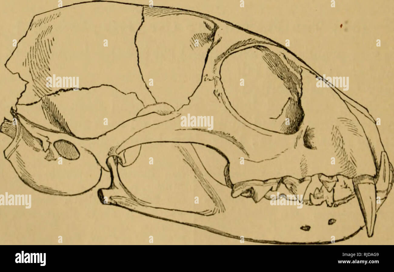 Le Chat Une Introduction A L Etude Des Animaux A Colonne Vertebrale En Particulier Les Mammiferes Chats Anatomie Comparatif Fig 177 Mar Chat A Tete Plate F 2 Li Gt Nkcps Feci Queue
