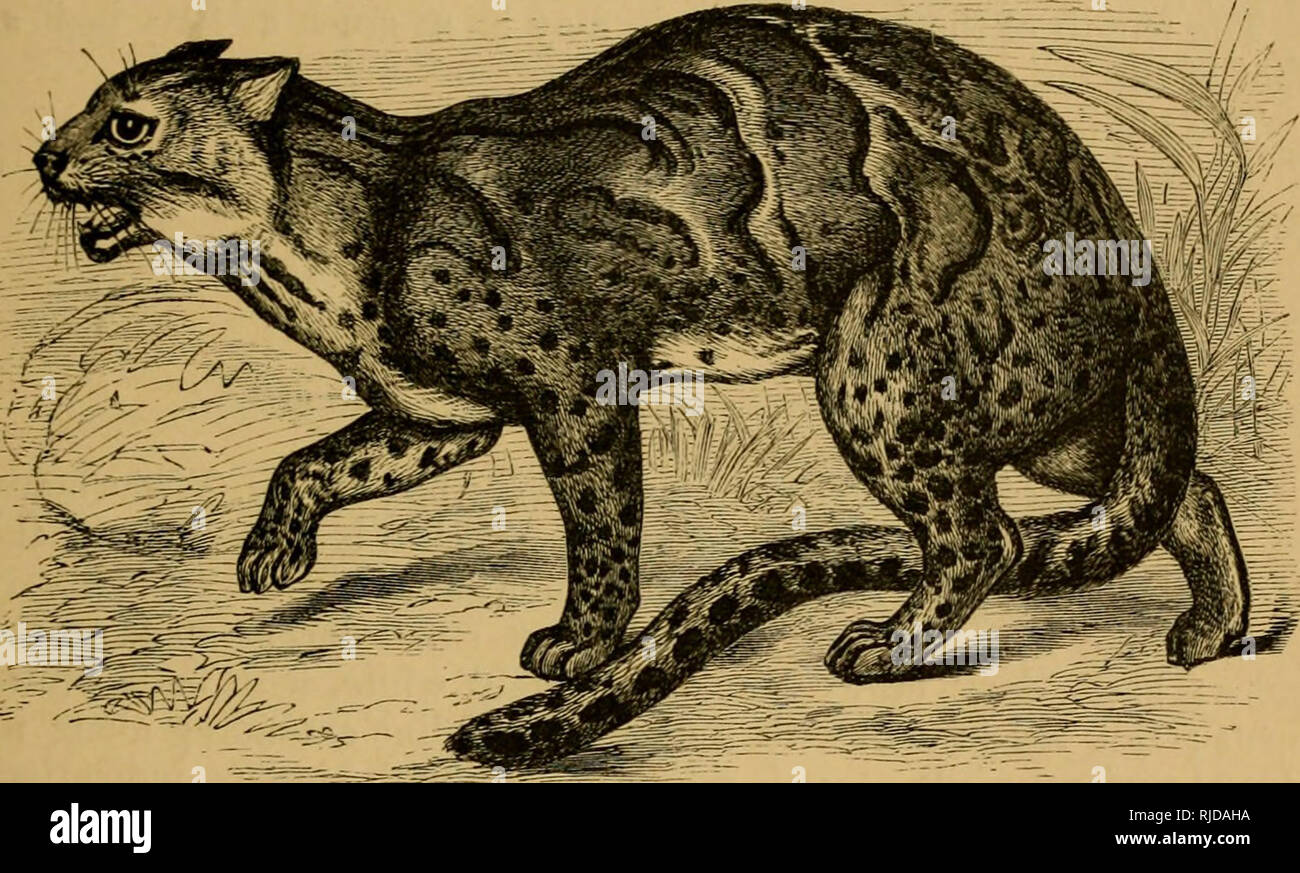 Le Chat Une Introduction A L Etude Des Animaux A Colonne Vertebrale En Particulier Les Mammiferes Chats Anatomie Comparatif Chap Xii Differentes Sortes De Chats 405 Couleur De Fond