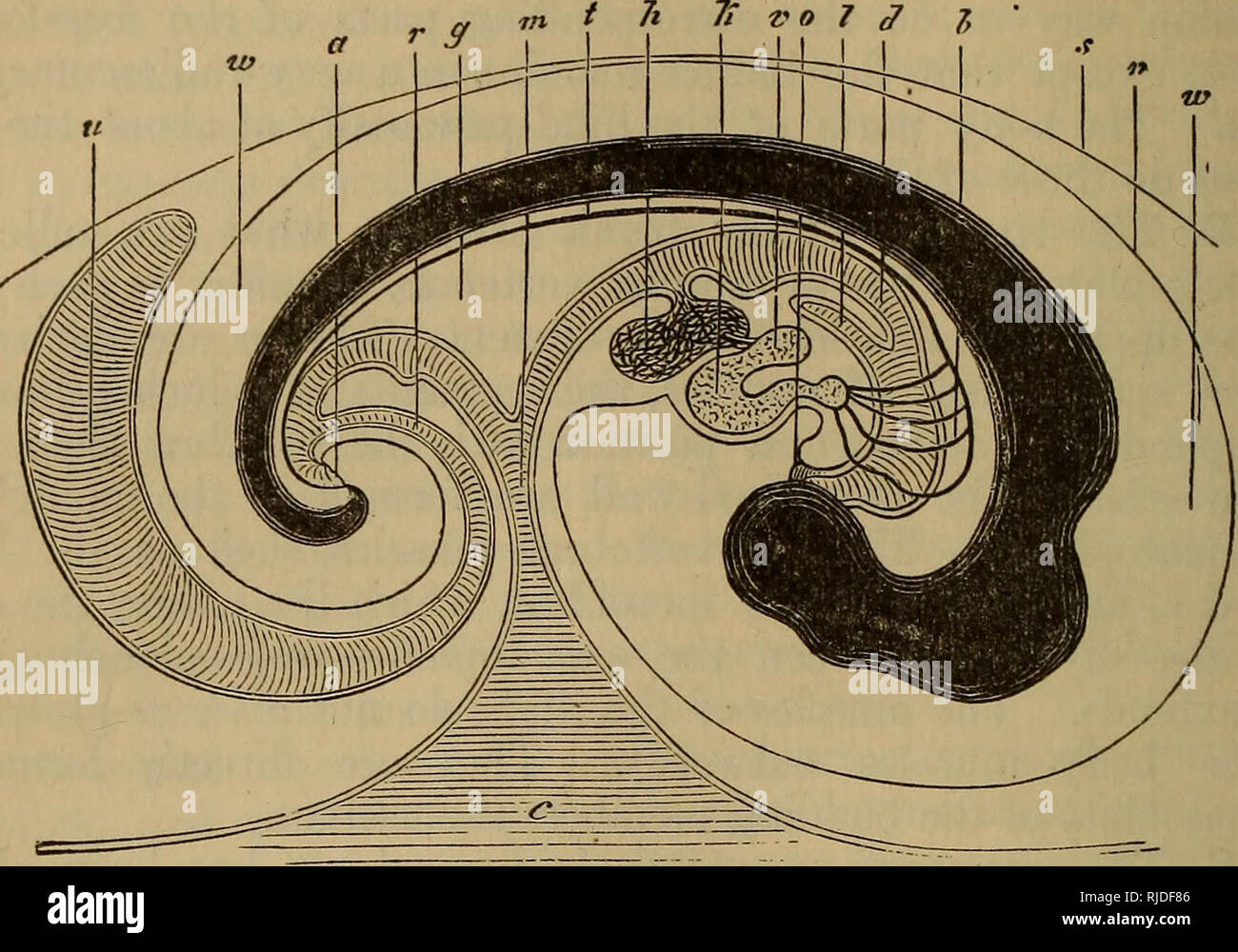 . Le chat : une introduction à l'étude des animaux à colonne vertébrale, en particulier les mammifères. Chats ; anatomie, comparatif. 342 CAT TEE. [CHAP. X. développement subséquent, la partie de la boucle cette pré-axe de point de fixation, l'augmentation de longueur beaucoup plus que ne l'après-partie d'axial. La partie située avant (pré-axiale) devient le duode- num, jéjunum, et la plus grande partie de l'iléon. La partie derrière. Fig. 155.-Section vertical longitudinal par un embryon, montrant le début de l'intestin avec les relations à elle des poumons et du foie. d. L'intestin. 0. La bouche. a. De l'anus. 1. Les poumons. h. Foie. g. Moi Banque D'Images