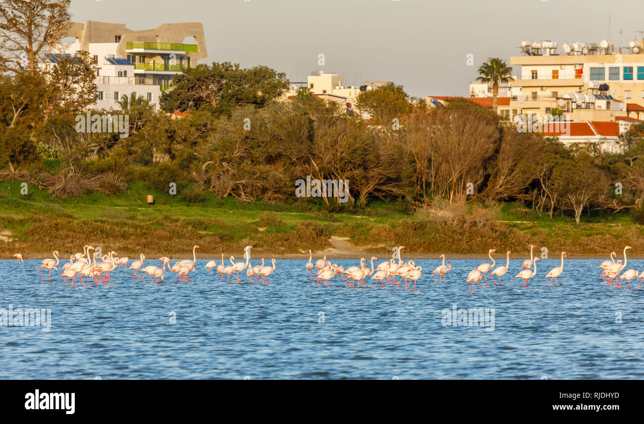 Beaucoup de flamands roses marchant sur le lac avec des immeubles d'habitation à l'arrière-plan, lac salé de Larnaca, Chypre Banque D'Images