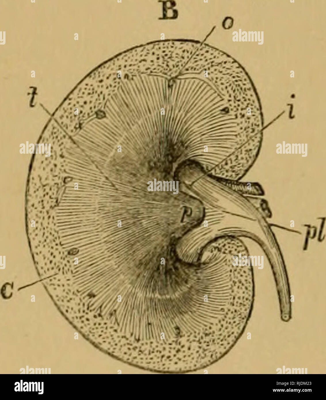 . Le chat ; une introduction à l'étude des animaux à colonne vertébrale, en particulier les mammifères. Chats ; anatomie, comparatif. 232 LE CHAT. [Chap. VIII. différents sont ceux que les sécrétions, par exemple, des glandes sudoripares, les glandes salivaires, membrane synoviale, et le foie.   Le tube indivise d'un gland par lequel sa sécrétion est répandu est son conduit. La se- cretions, et donc leurs glandes peuvent, comme nous l'avons vu, il suffit de servir à faciliter le processus d'assimilation. Ils peuvent également aider la fonction de génération, ou, enfin, ils peuvent simplement servir d'ex- cretion, i. e., pour se débarrasser des déchets ou d'excrétions. Cert Banque D'Images