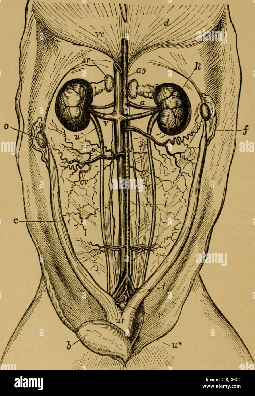 . Le chat ; une introduction à l'étude des animaux à colonne vertébrale, en particulier les mammifères. Chats ; anatomie, comparatif. 212 LE CHAT. [Chap. VII. aorte. Eacli passe en arrière et vers l'extérieur, sur le muscle psoas, à l'anneau interne, par lequel l'abdomen, dans l'homme, il. Fig. 105-abdomen d'un Cat le Fkm*ouvert, et avec l'estomac, Intestisks, et le foie enlevé, de façon à montrer les reins, vessie, Utsuis, et Oueat 1jlood-vi:ssei dans tosition^. ". Artère rénale. no. Grâce à l'jinssiiig .orta. diaphragiii /-. La vessie. &Lt ;•. Droit de l'utérus. eoriiu tl. Une partie de l'diaiiliragm witli l'ouverture à Banque D'Images