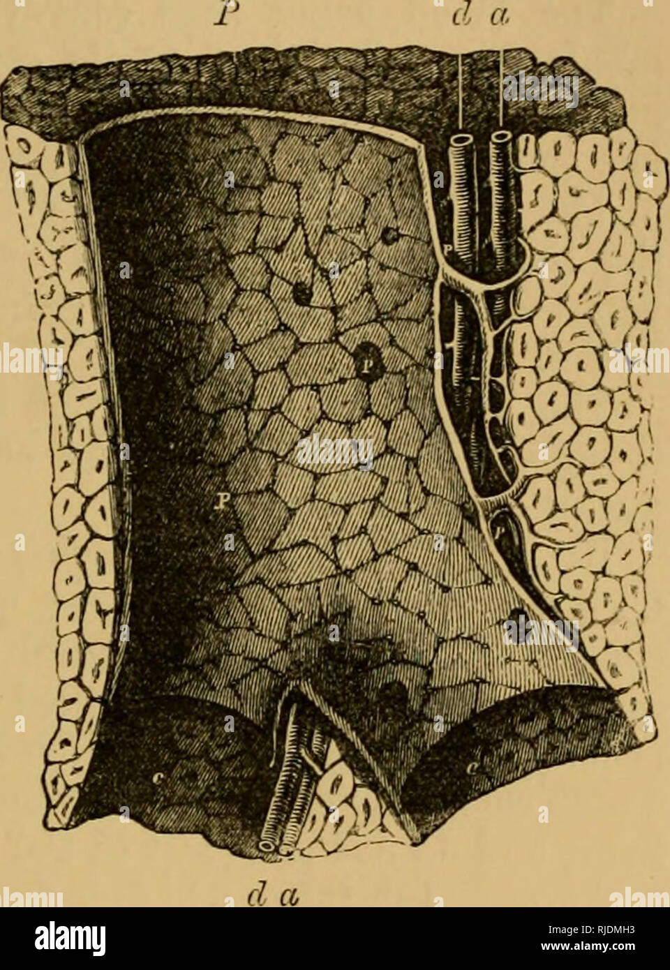 . Le chat ; une introduction à l'étude des animaux à colonne vertébrale, en particulier les mammifères. Chats ; anatomie, comparatif. CHAP. VI,] MON CHAT DE SYSTÈME ALIMENTAIRE. 187 Le canal cystique est alambiqué, décisions sur les quatre tours, tenus ensemble par le tissu aréolaire. L'hépatique correspondent plusieurs conduits avec les différents lobes du foie, et sont formés par l'union des petits conduits qui découlent de l'plusieurs foie (ou lobes hépatiques). Le canal communis choledochus agrandit sensiblement tandis qu'elle traverse les couches du duodénum. La minute d'STllUCTURE le foie est constitué d'un arrangement complexe de sang microscopique-ve Banque D'Images