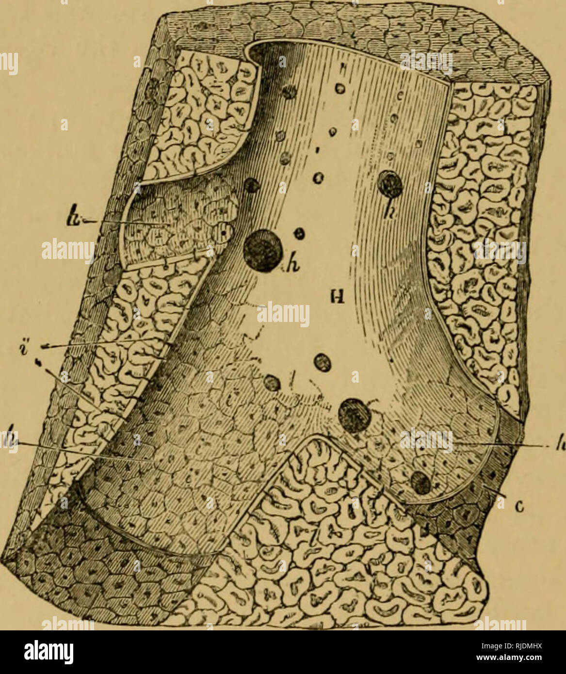 . Le chat ; une introduction à l'étude des animaux à colonne vertébrale, en particulier les mammifères. Chats ; anatomie, comparatif. 186 LE CHAT. [Chap. Vi de la face postérieure du lobe central bon est marquée par une dépression dans laquelle se trouve un sac en forme de poire - complètement investi par le péritoine- appelée la vésicule biliaire, qui a son insu (ou fin) du fond dirigé vers le bas près de (r/b), la marge ventrale du foie. L'encoche à laquelle son fundus se trouve, et la dépression dans laquelle se trouve la vessie, est appelé le q/fissure stic (FC). Le fond de la vésicule biliaire est parfois enterré dans le fond du foie, Banque D'Images