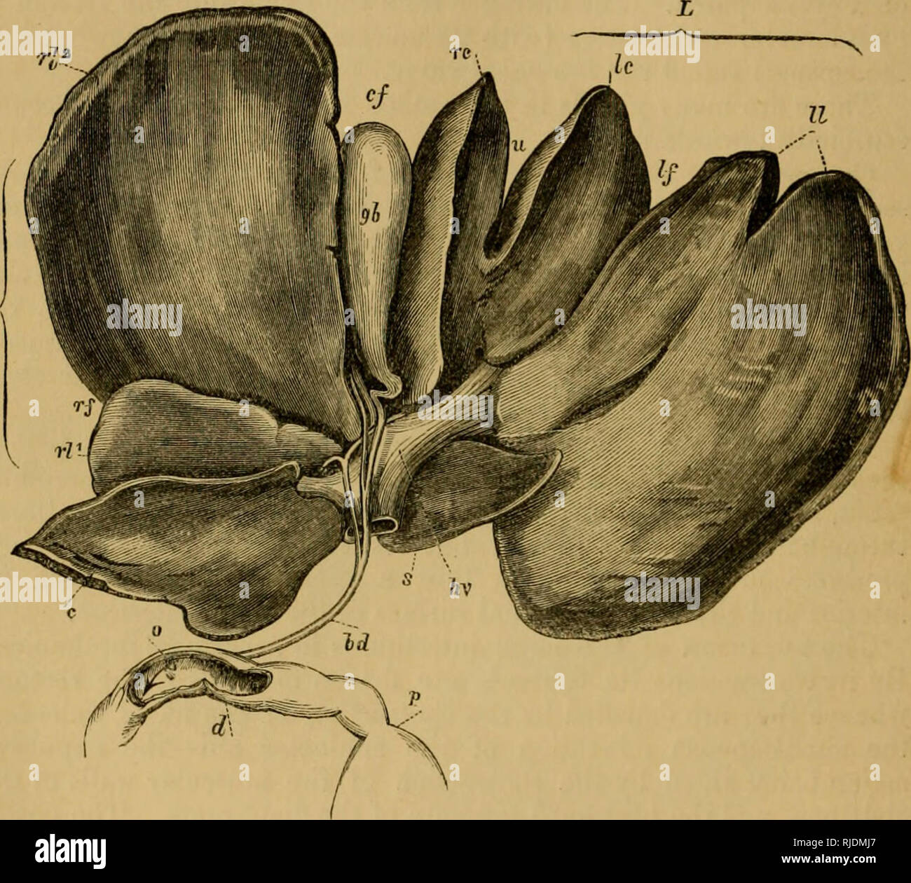 . Le chat ; une introduction à l'étude des animaux à colonne vertébrale, en particulier les mammifères. Chats ; anatomie, comparatif. 184 LE CHAT. [Chap. yi.^ avant d'entrer dans l'intestin, et l'autre entre dans le duodénum, séparément, un pouce ou plus plus loin en arrière.* La fonction du pancréas est de sécréter un liquide spécial, le suc pancréatique, qui a en partie la nature de la salive, dans la mesure où il tend à convertir l'amidon en sucre de raisin. Contrairement à la salive, cependant, il a un effet puissant sur albuminoid gelatinoid et questions, con- il. Fig. 9C.-Cat's Foie, vu de BEni>fP. Ti. La portion droite de la livt-v Banque D'Images
