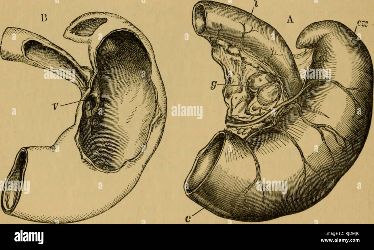 . Le chat ; une introduction à l'étude des animaux à colonne vertébrale, en particulier les mammifères. Chats ; anatomie, comparatif. 182 LE CHAT. [Chap. VI. du pancréas, et celle de la foie, conversion de plus de ce qui reste de l'amidon en sucre, la dissolution de plus de ce que les aliments azotés n'a pas été dissoute, et déjà faire (par minute) la division et le mélange de fruits oléagineux les choses en une émulsion. Mais un grand bureau du smaU intestin est l'absorption de vitamines. C'est déjà commencé à travers les murs des bâtiments de l'estomac, mais les villosités de l'intestin le porter sur beaucoup plus efficacement. E Banque D'Images