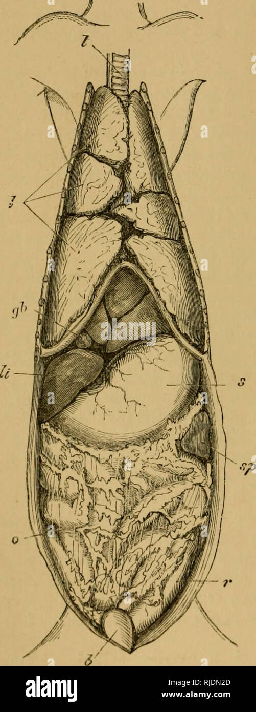 Le Chat Une Introduction A L Etude Des Animaux A Colonne Vertebrale En Particulier Les Mammiferes Chats Anatomie Comparatif 176 Le Chat Chap Vi Entrant L Estomac A Ses Muqueuses Erige