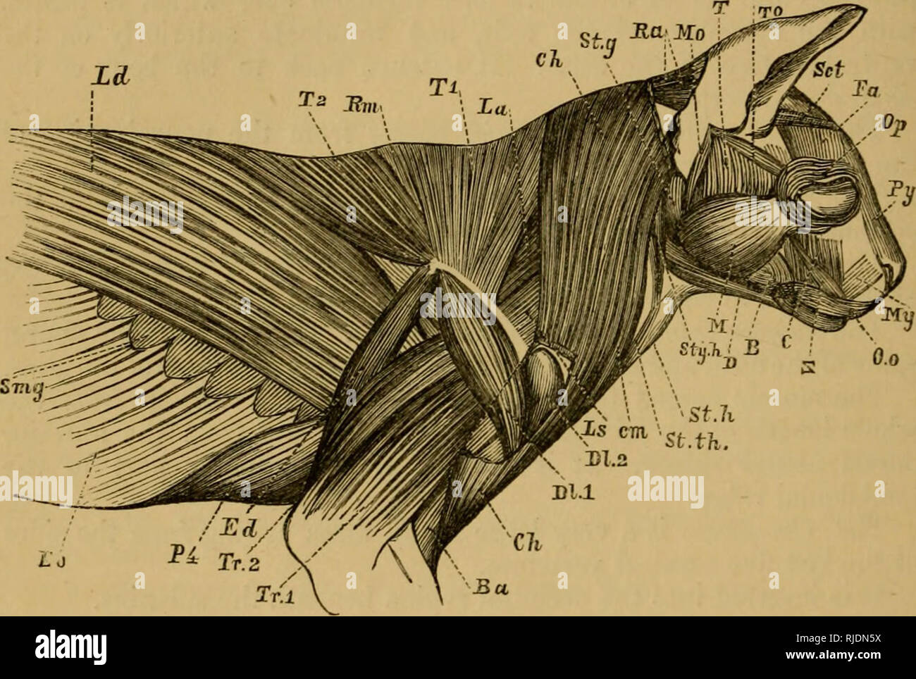 Pharyngeal Muscles Banque D Image Et Photos Alamy Pharyngeal Muscles Banque D Image Et Photos Alamy