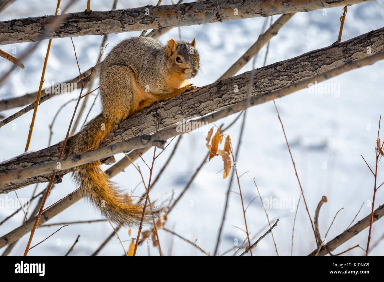 Fox est de l'Écureuil roux (Sciurus niger) reposant en hiver, Castle Rock Colorado nous. Photo prise en janvier. Banque D'Images