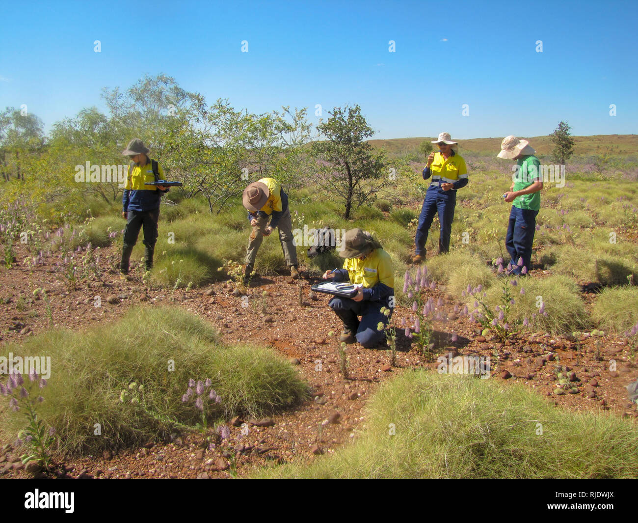 Une équipe d'archéologues de l'enregistrement d'un site avec des artéfacts de pierre dans la région de Pilbara en Australie-Occidentale. Banque D'Images