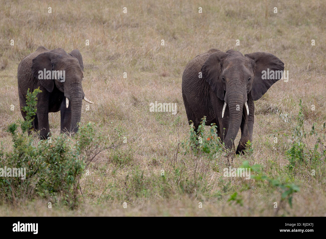 Dans l'éléphant d'Afrique, Kenya Banque D'Images