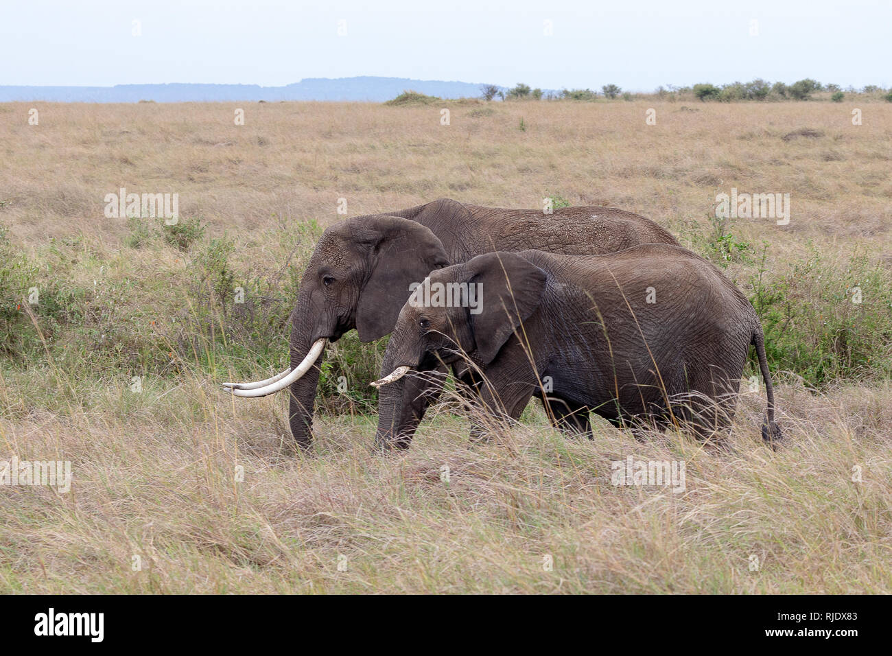 Dans l'éléphant d'Afrique, Kenya Banque D'Images