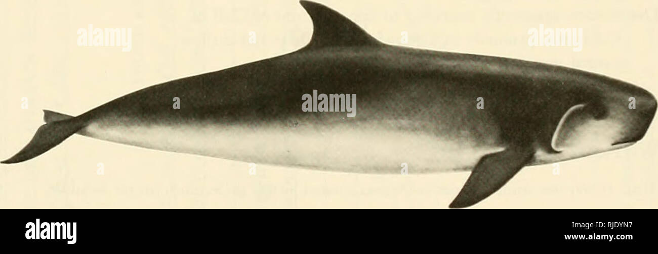 cachalot à hautes nageoires