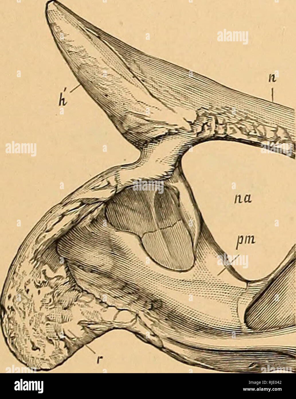 . Les Ceratopsia. Ceratopsia. TEICEEATOPS PROESUS. Orbite quasi ...
