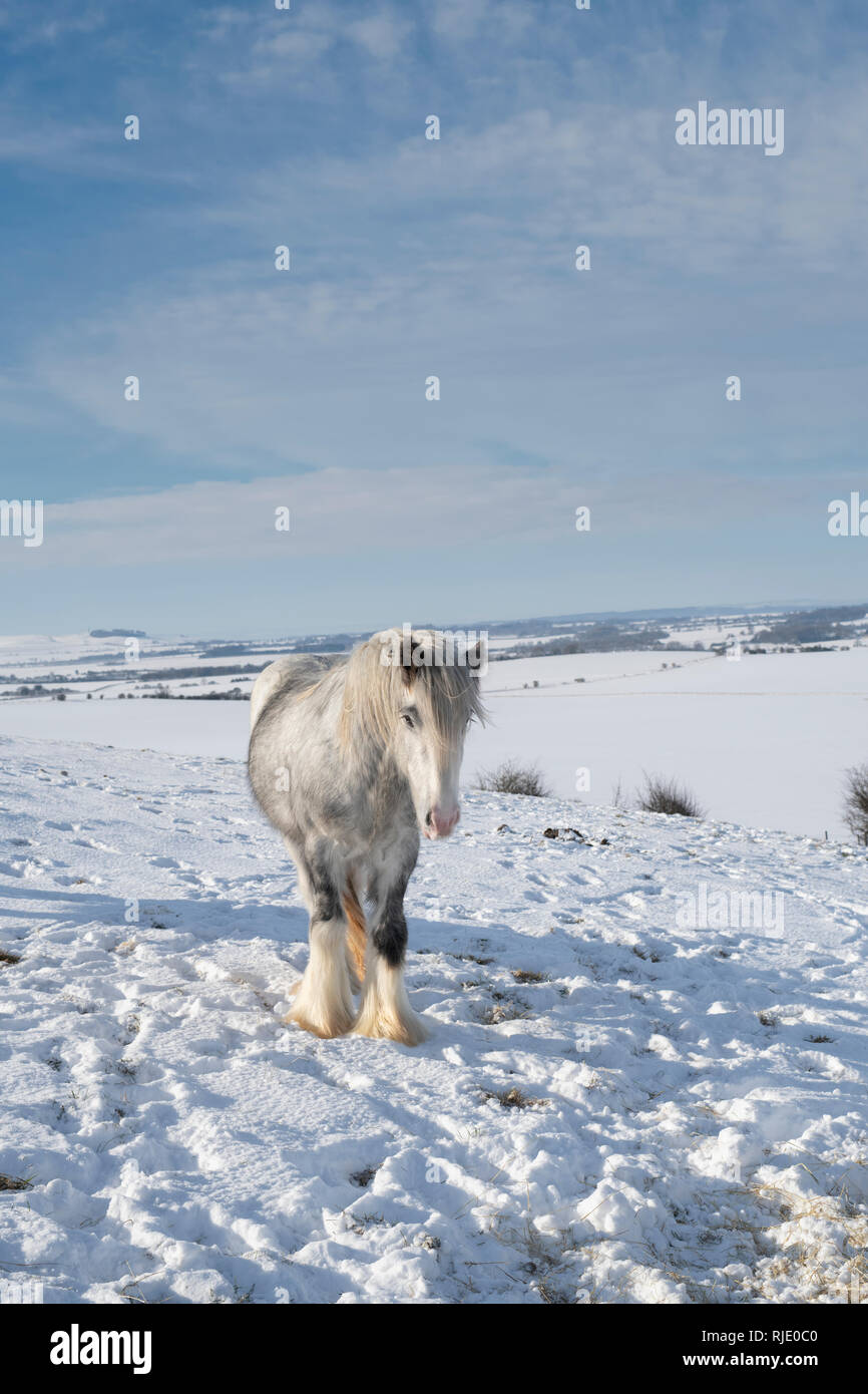 Gris argenté cheval blanc dans la neige sur Hackpen hill. Wiltshire, Angleterre Banque D'Images