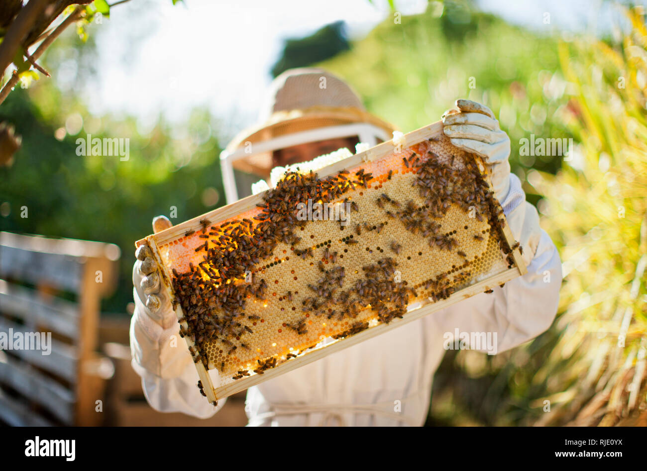 L'apiculteur à la recherche dans un grand groupe des abeilles sur une ruche. Banque D'Images