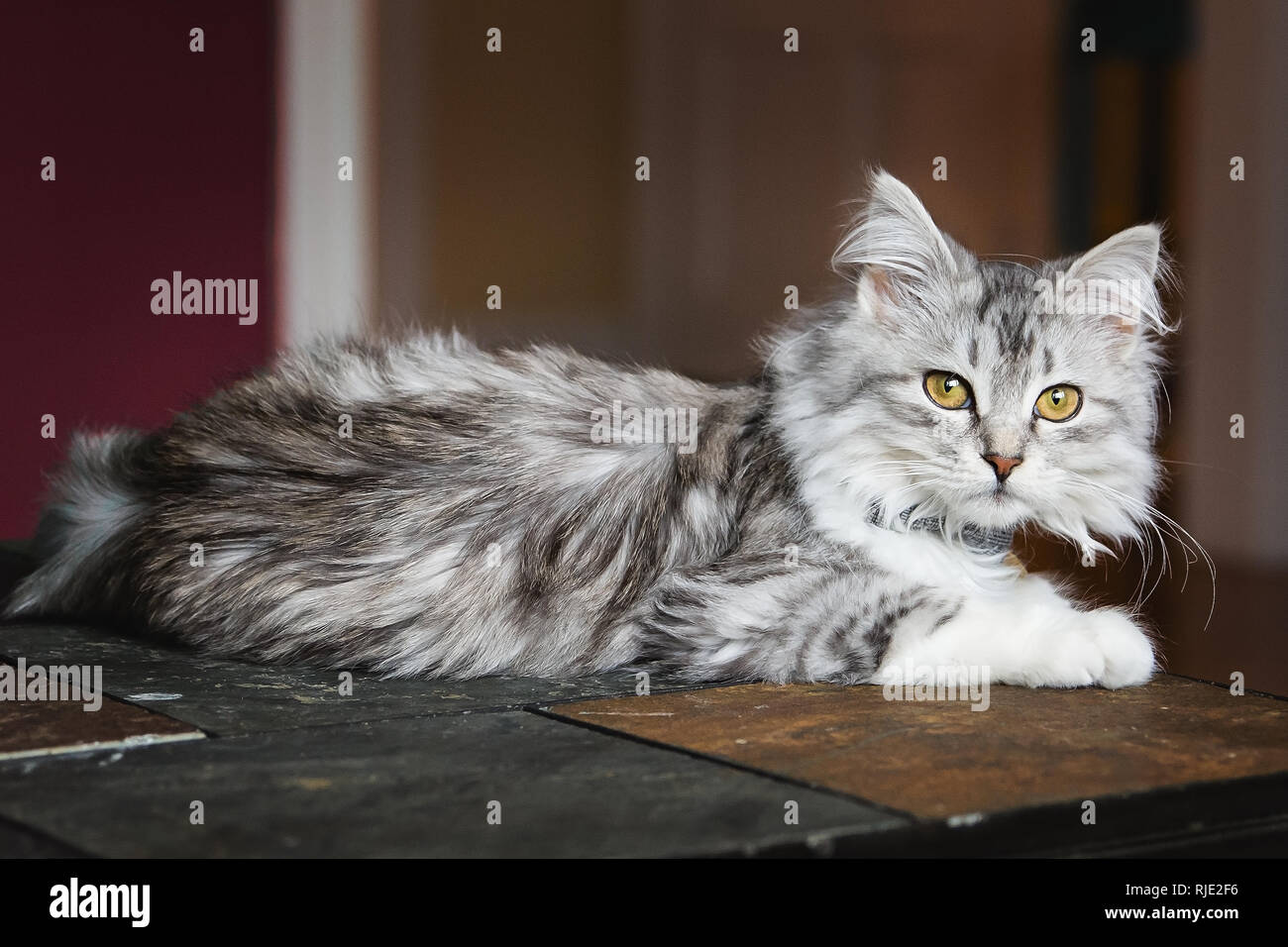 Adorable bébé chat chaton Sibérien animaux domestiques de l'intérieur Banque D'Images