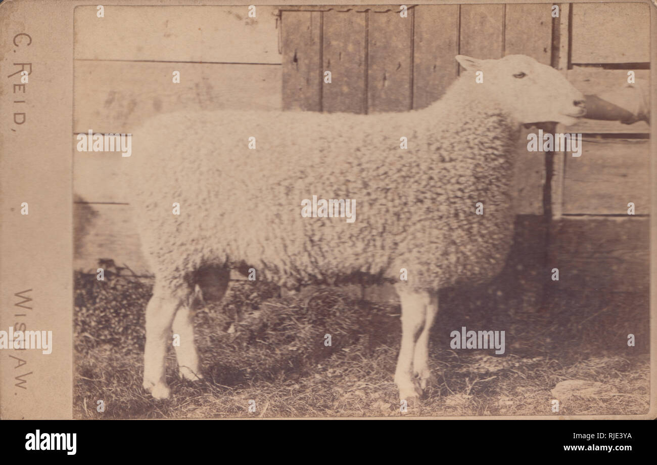 Cabinet victorien d'une carte gagnante du prix des ovins de Wishaw, North Lanarkshire, en Écosse. Banque D'Images