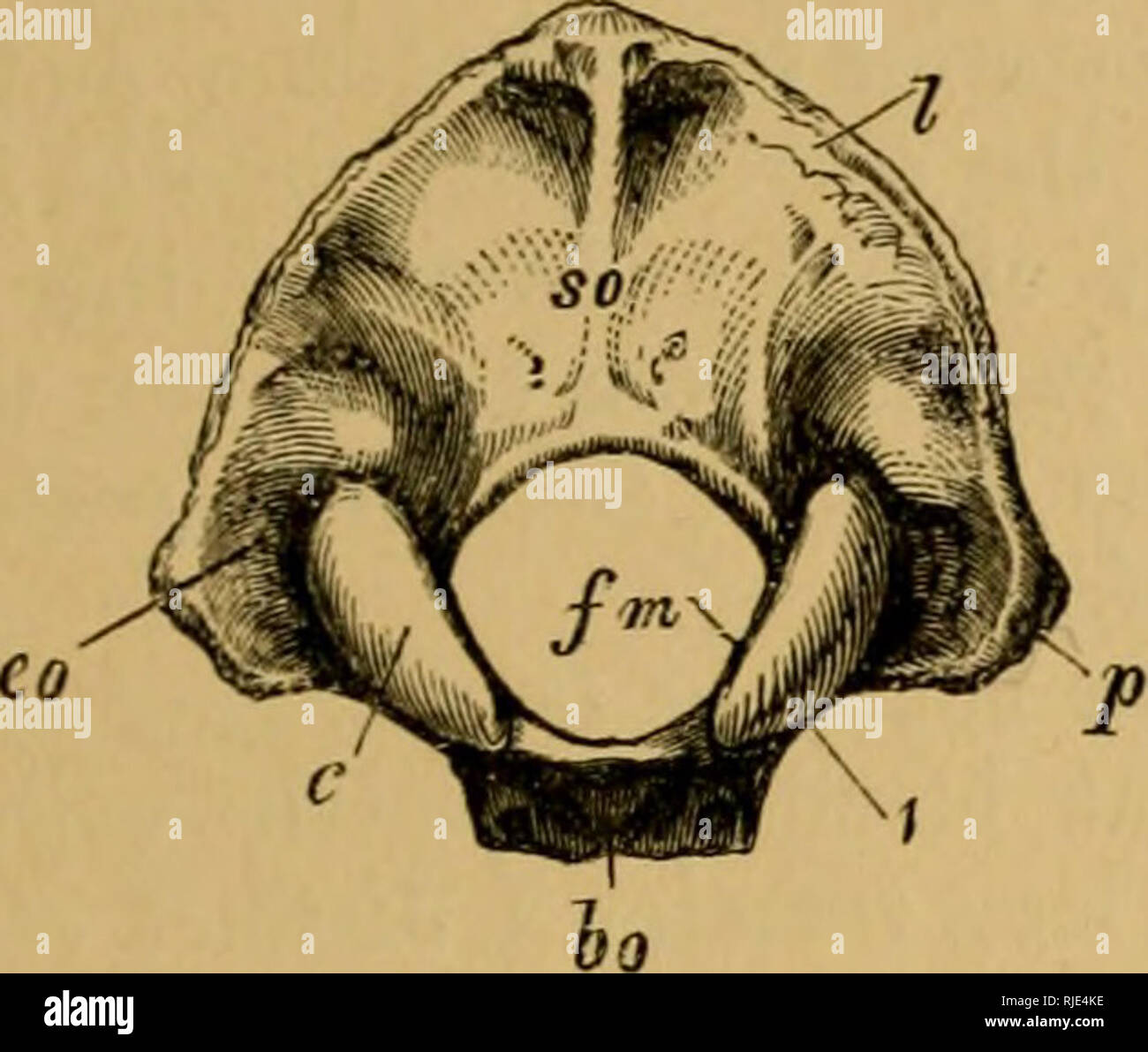Le Chat Une Introduction A L Etude Des Animaux A Colonne Vertebrale En Particulier Les Mammiferes Chats Anatomie Comparatif Chap Iii Squelette De La Tete Et Du Tronc 61 Pieces