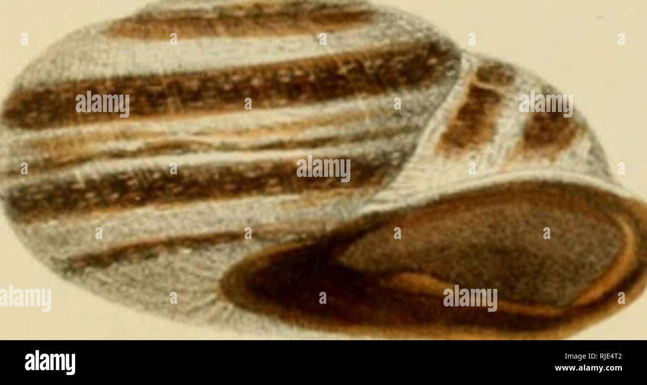 . Catalogue iconográfico y descriptivo de los molusques terrestres de España, Portugal y las Baleares. Mollusques les mollusques les mollusques ; ;. 98. 99. Veuillez noter que ces images sont extraites de la page numérisée des images qui peuvent avoir été retouchées numériquement pour plus de lisibilité - coloration et l'aspect de ces illustrations ne peut pas parfaitement ressembler à l'œuvre originale.. Hidalgo y Rodríguez, Joaquín González, 1839-1923. Madrid : Impr. de segundo Martínez Banque D'Images