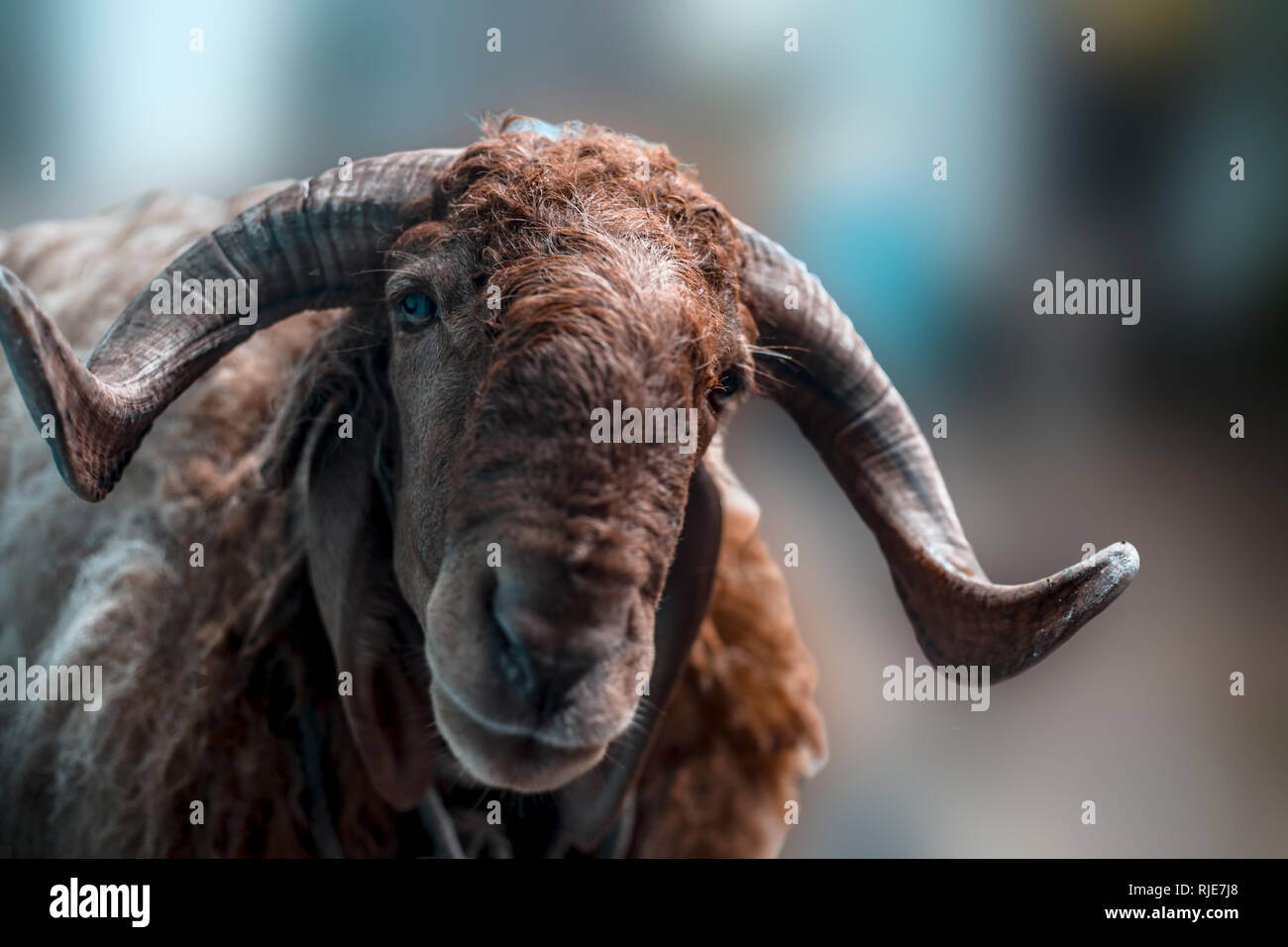 Close up of Indian moutons ou brebis de race Awassi Ram ou race de moutons dans les champs. Banque D'Images