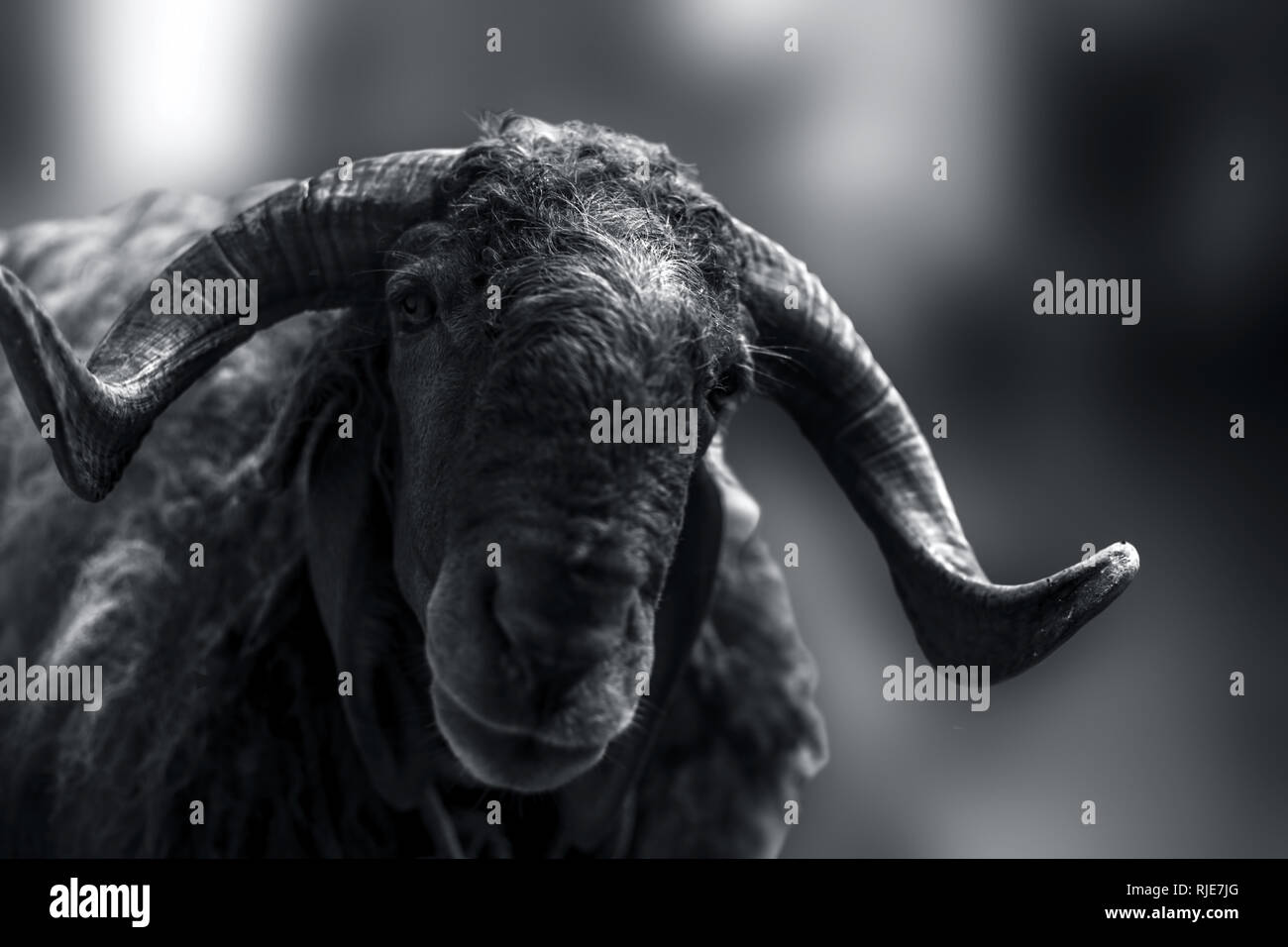 Close up of Indian moutons ou brebis de race Awassi Ram ou race de moutons dans les champs. Banque D'Images