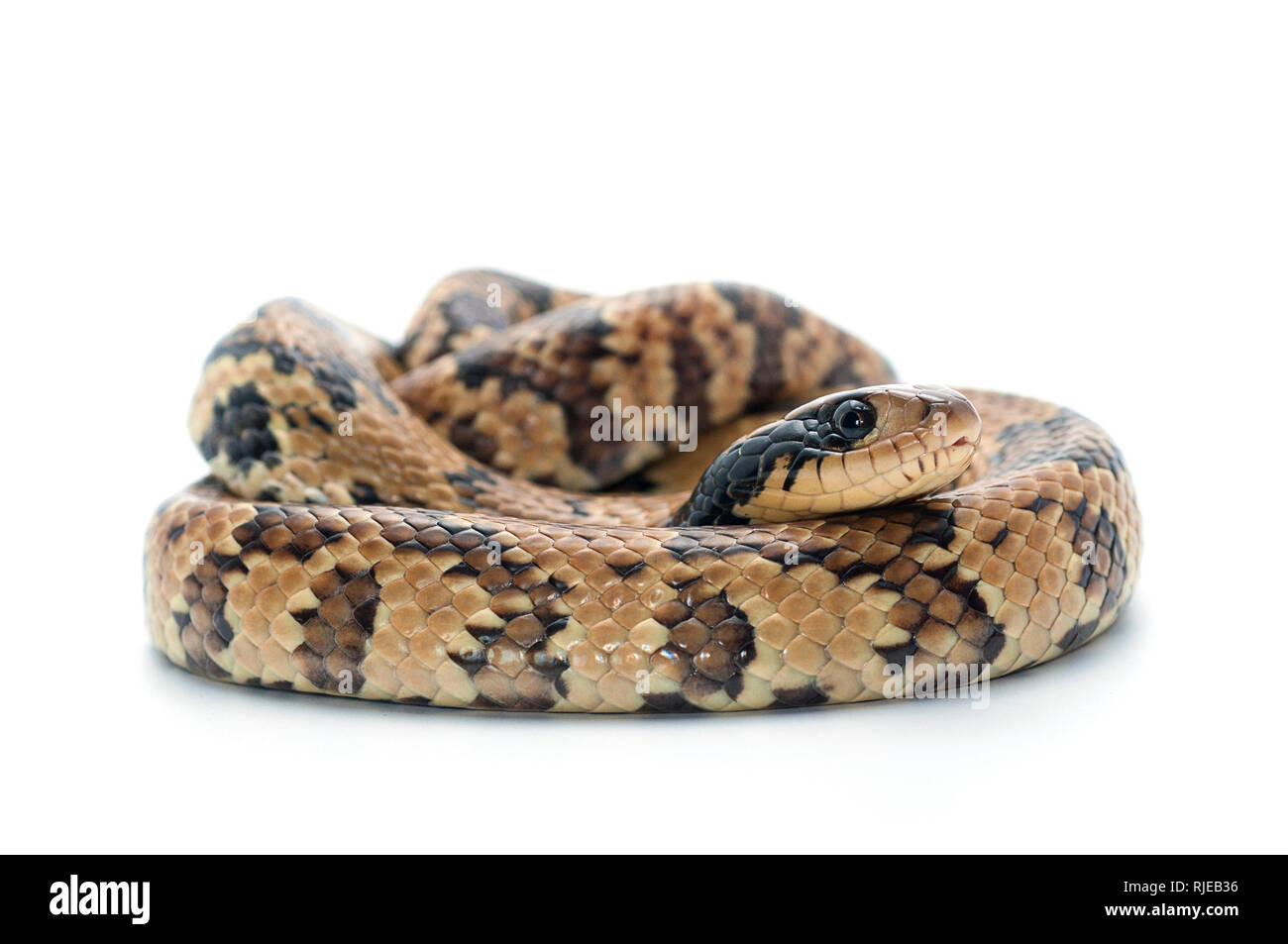 De l'eau faux cobra snake isolé sur fond blanc Banque D'Images