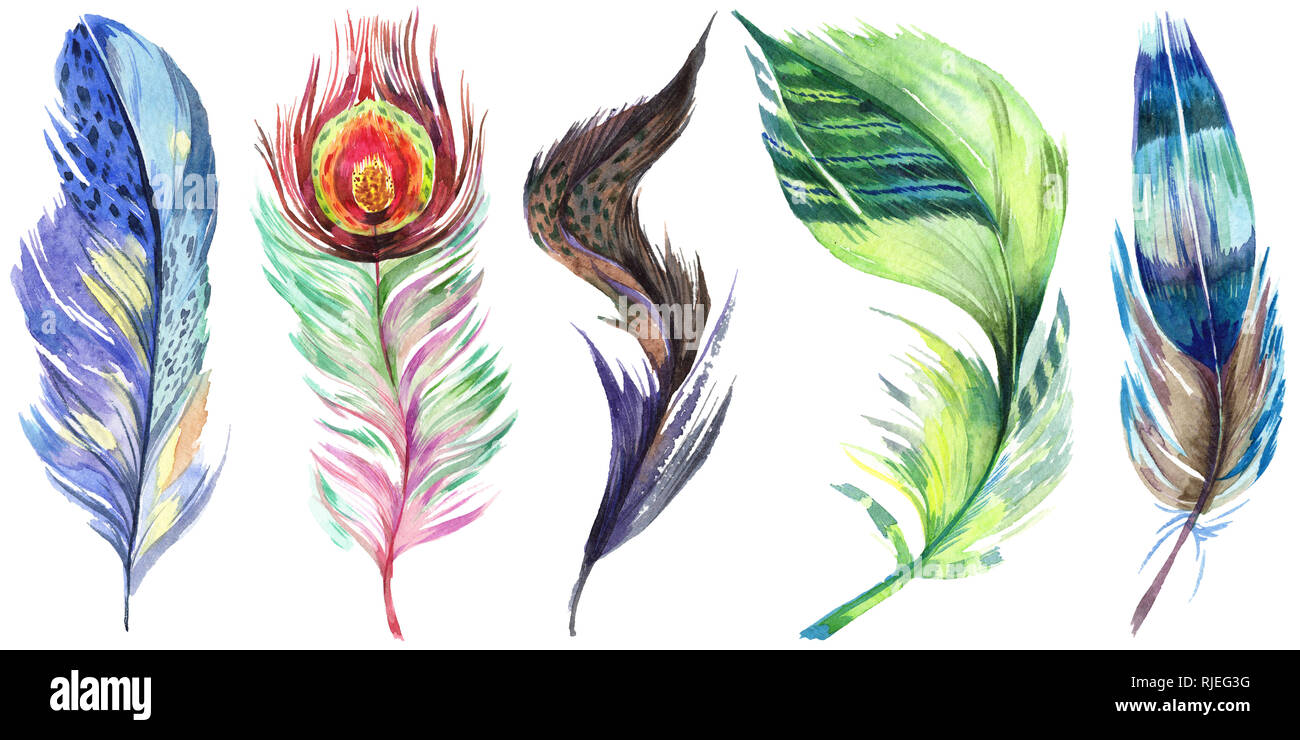 De plumes d'oiseaux colorés isolé de l'aile. Plume aquarelle pour le fond. Illustration à l'aquarelle. Aquarelle Dessin aquarelle mode isoler Banque D'Images