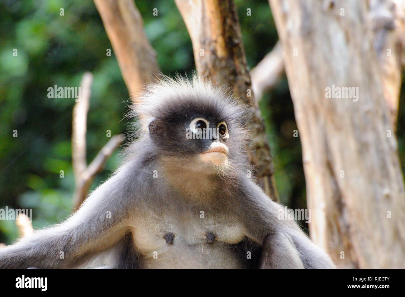 Langur sombre des sauvages, dusky leaf monkey, ours à lunettes, ours à lunettes singe langur de feuilles (Trachypithecus obscurus) dans les forêts tropicales en Thaïlande Banque D'Images