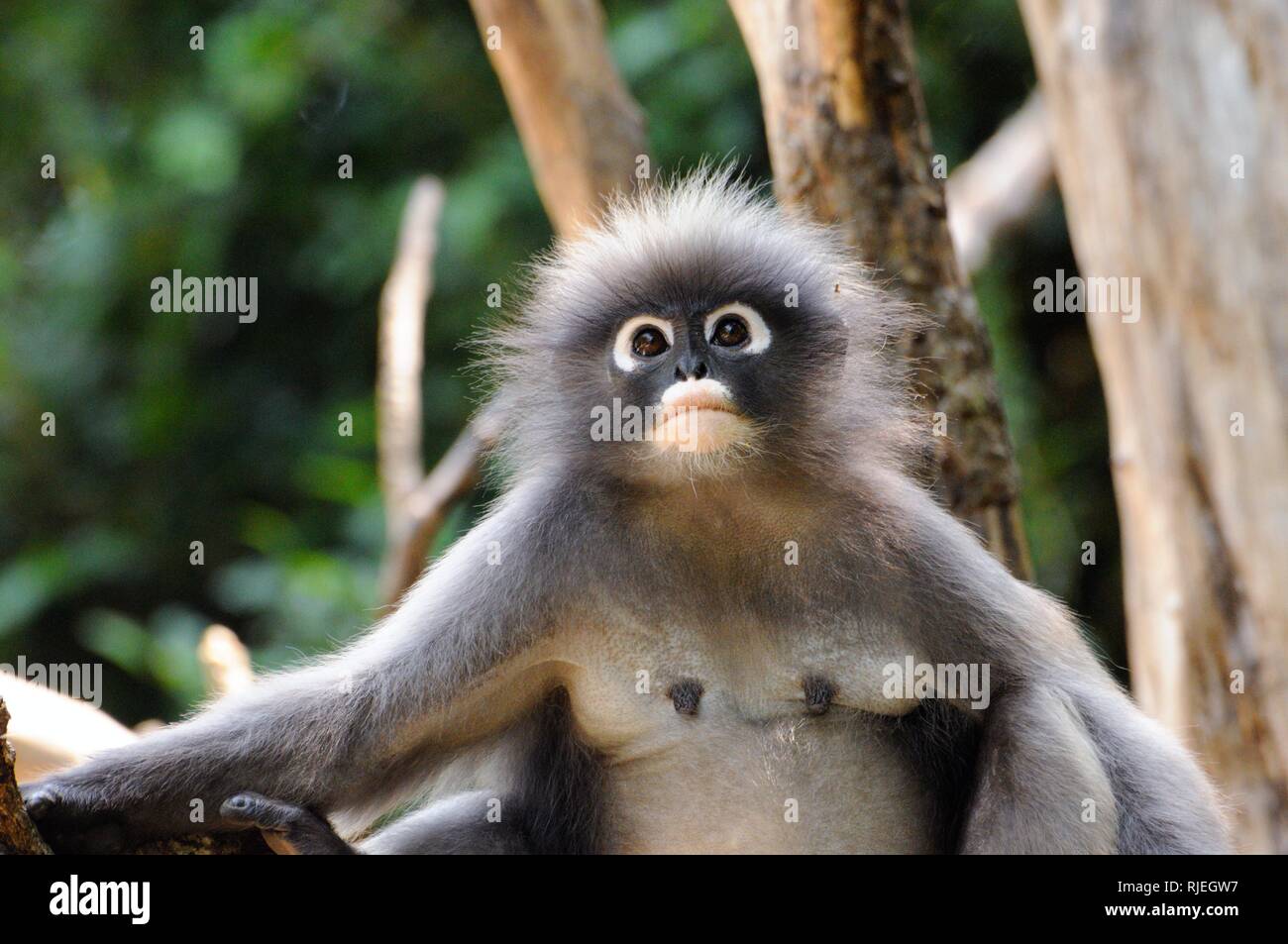 Langur sombre des sauvages, dusky leaf monkey, ours à lunettes, ours à lunettes singe langur de feuilles (Trachypithecus obscurus) dans les forêts tropicales en Thaïlande Banque D'Images