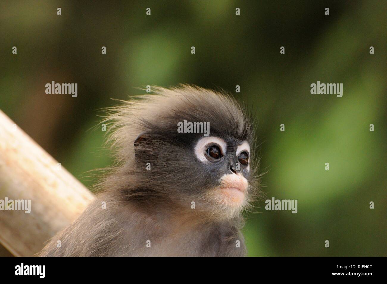 Closeup portrait of young langur sombre des sauvages, dusky leaf monkey, ours à lunettes, ours à lunettes singe langur de feuilles (Trachypithecus obscurus) en Thaïlande Banque D'Images