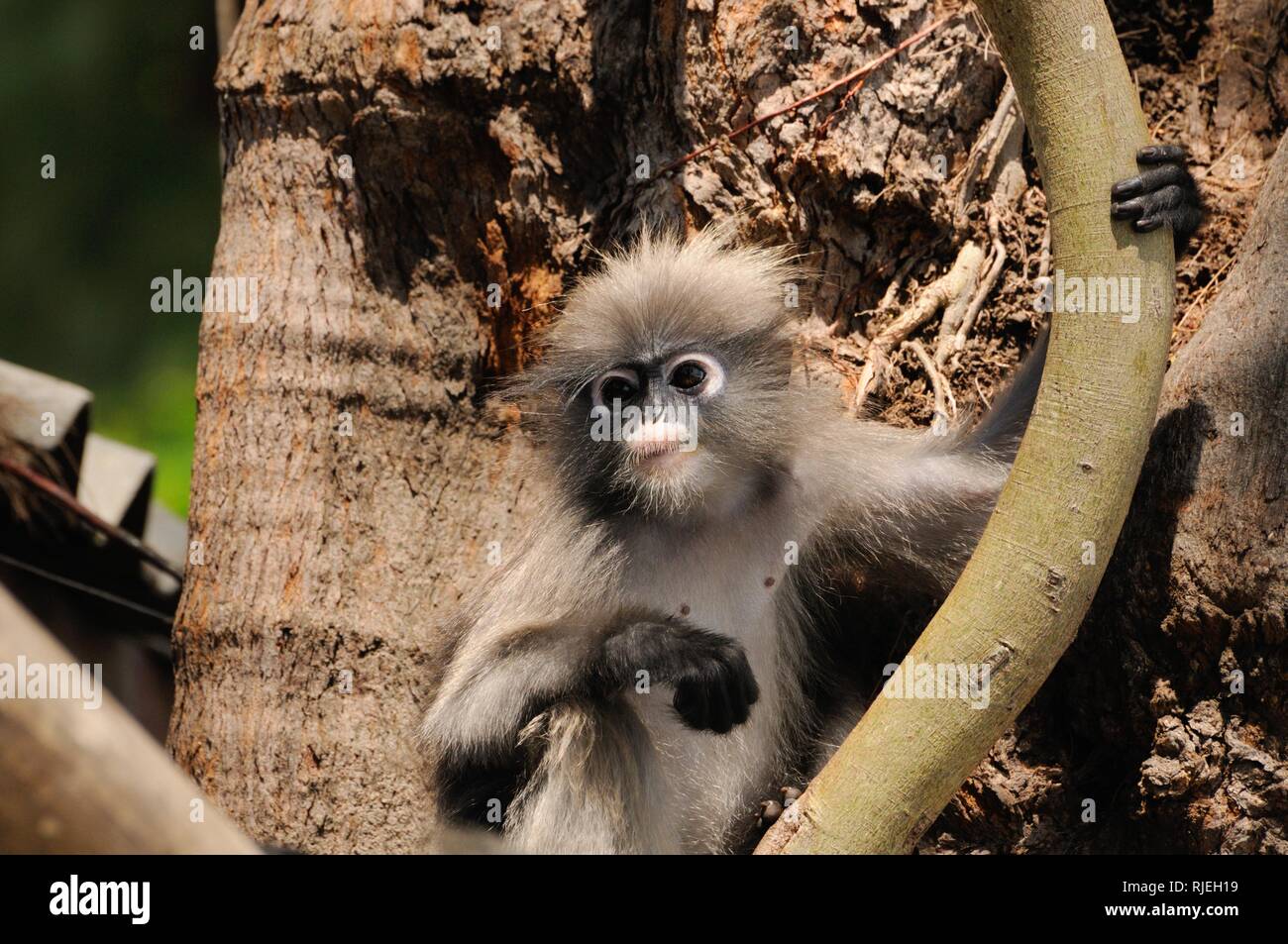 Les jeunes sauvages, langur sombre dusky leaf monkey, ours à lunettes, ours à lunettes singe langur de feuilles (Trachypithecus obscurus) dans les forêts tropicales en Thaïlande Banque D'Images