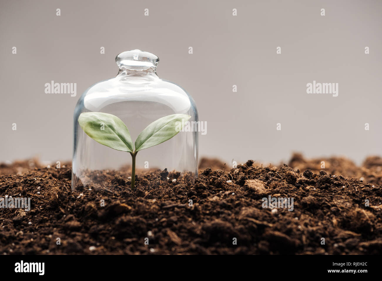 Petite plante verte couverte par bell jar isolé sur gray Banque D'Images
