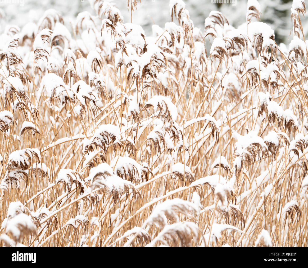 Roseau commun (Phragmites australis) recouvert de neige durant l'hiver 2018/2019 Banque D'Images