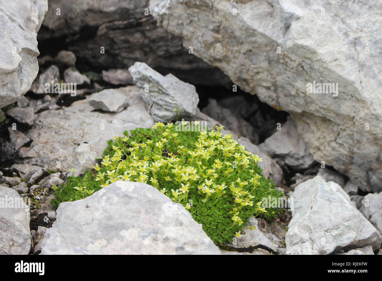 Gazon de Saxifraga exarata sur Ostrovice la crête de montagne en Albanie Banque D'Images