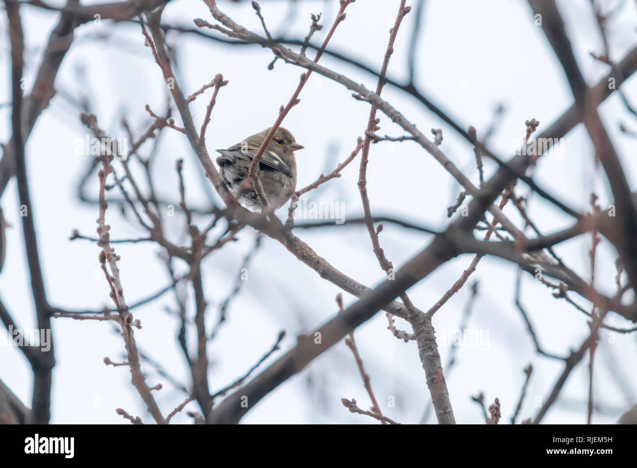 Chloris chloris Greenfinch (femelle) sur l'arbre, hiver verdier d'Europe Banque D'Images