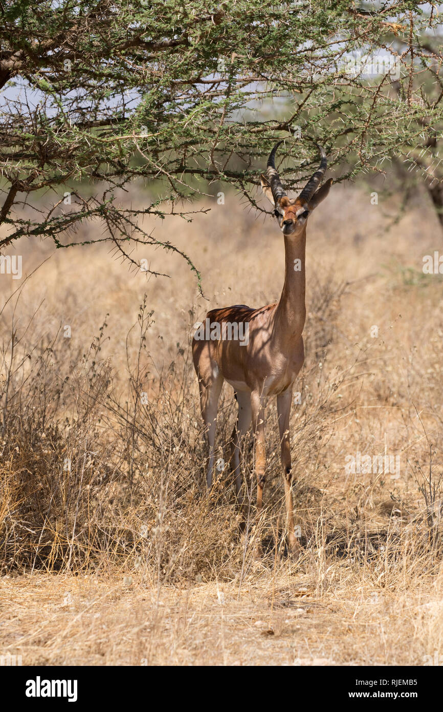 Un mâle, Gerenuk Litocranius walleri, Buffalo Springs National Reserve, Kenya Banque D'Images