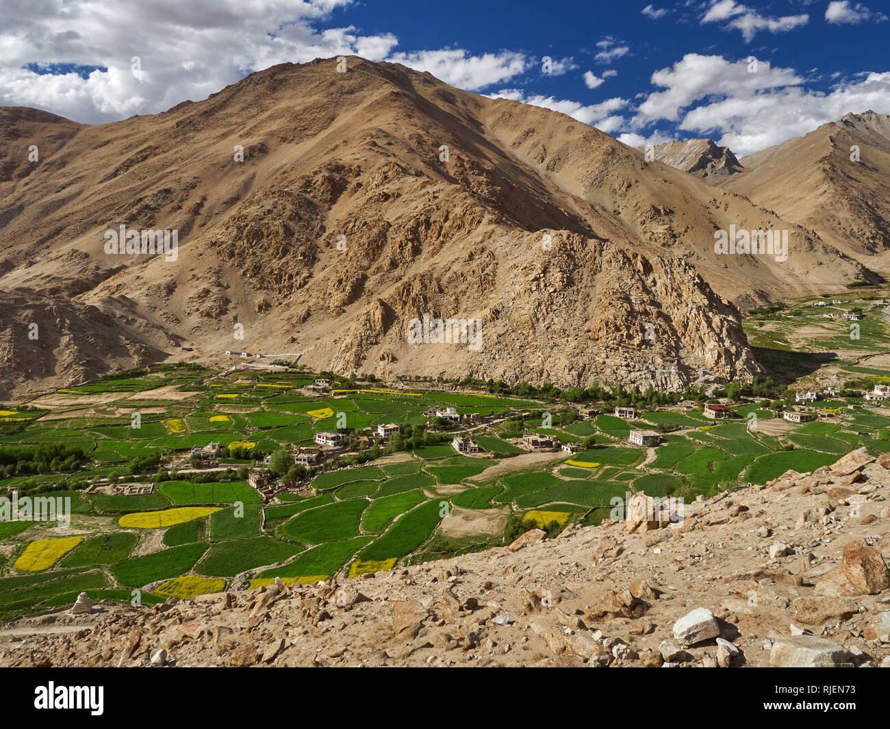 Vallée de montagne avec des champs verts et arbres au bord de la rivière, le Ladakh, le Jammu-et-Cachemire, en Inde. Banque D'Images