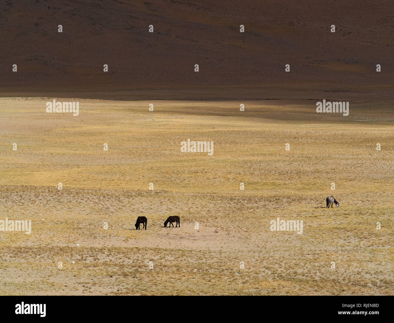 Trois chevaux paissent dans la prairie parmi les montagnes. Banque D'Images