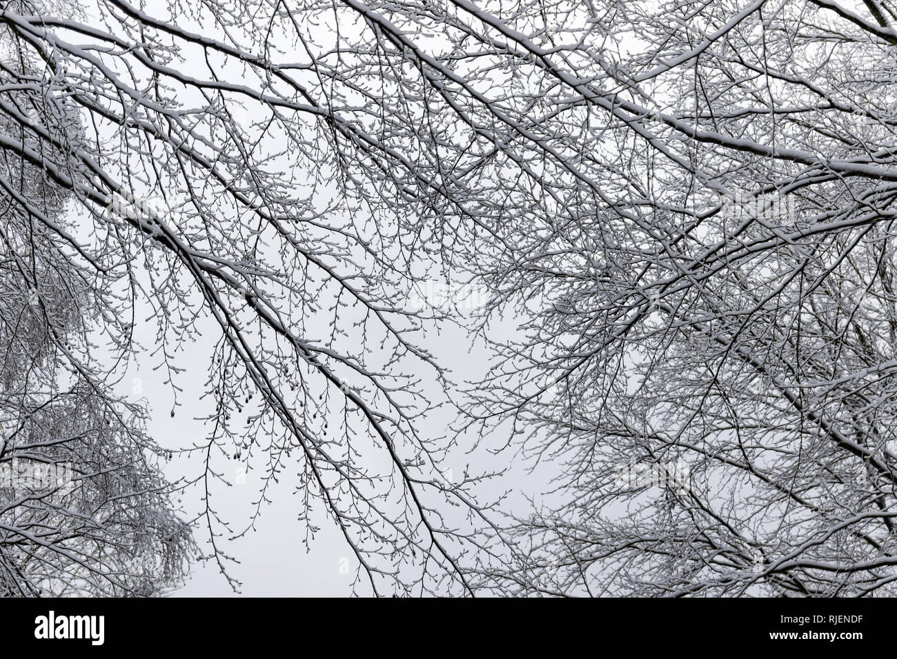 Branches couvertes de neige sur une journée d'hiver Banque D'Images