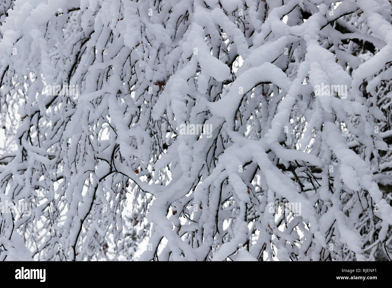 Branches couvertes de neige en hiver jour Banque D'Images