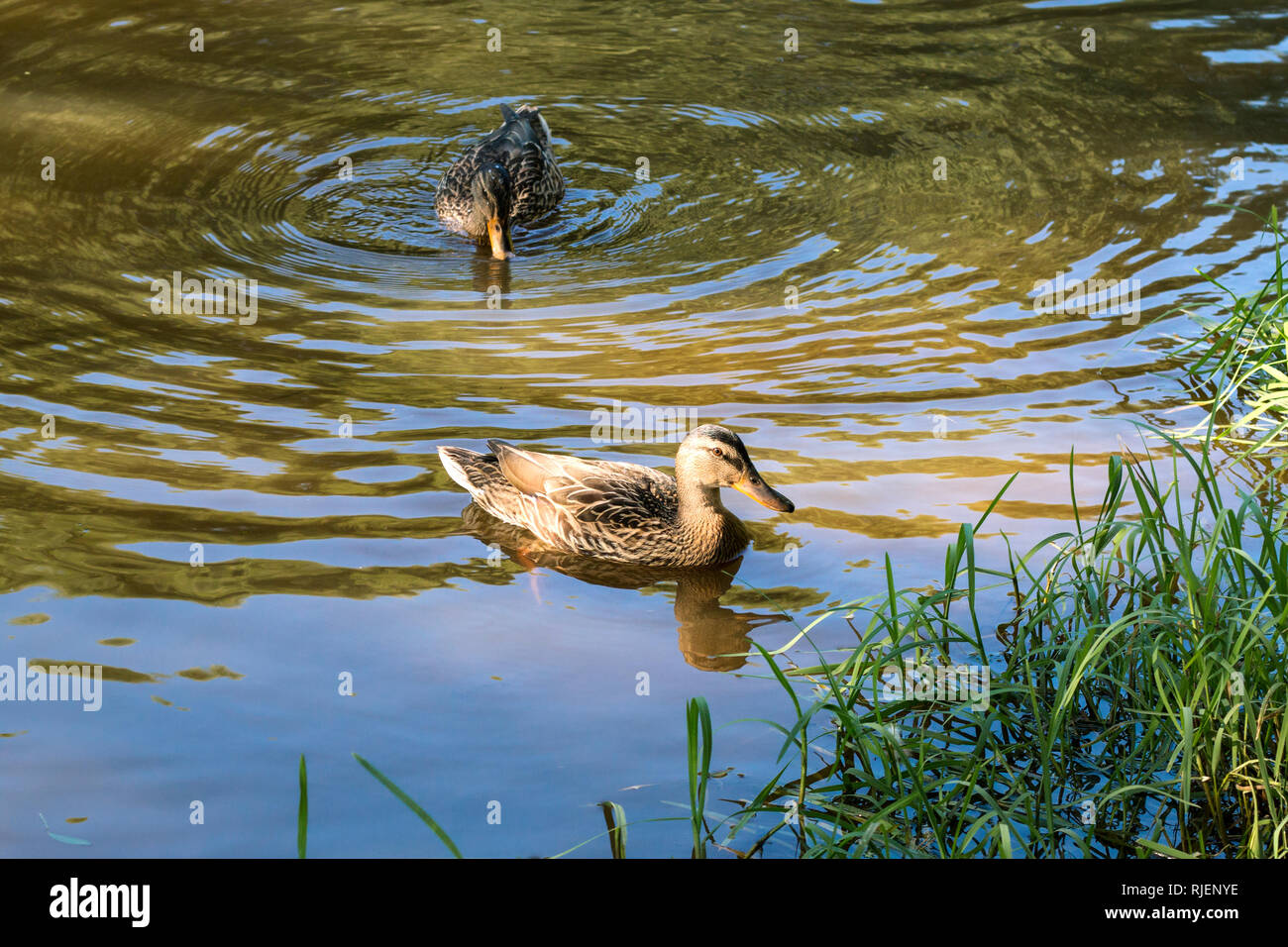 Canard colvert femelle plumage brun avec de l'eau dans la lumière du soleil chaude soirée Banque D'Images