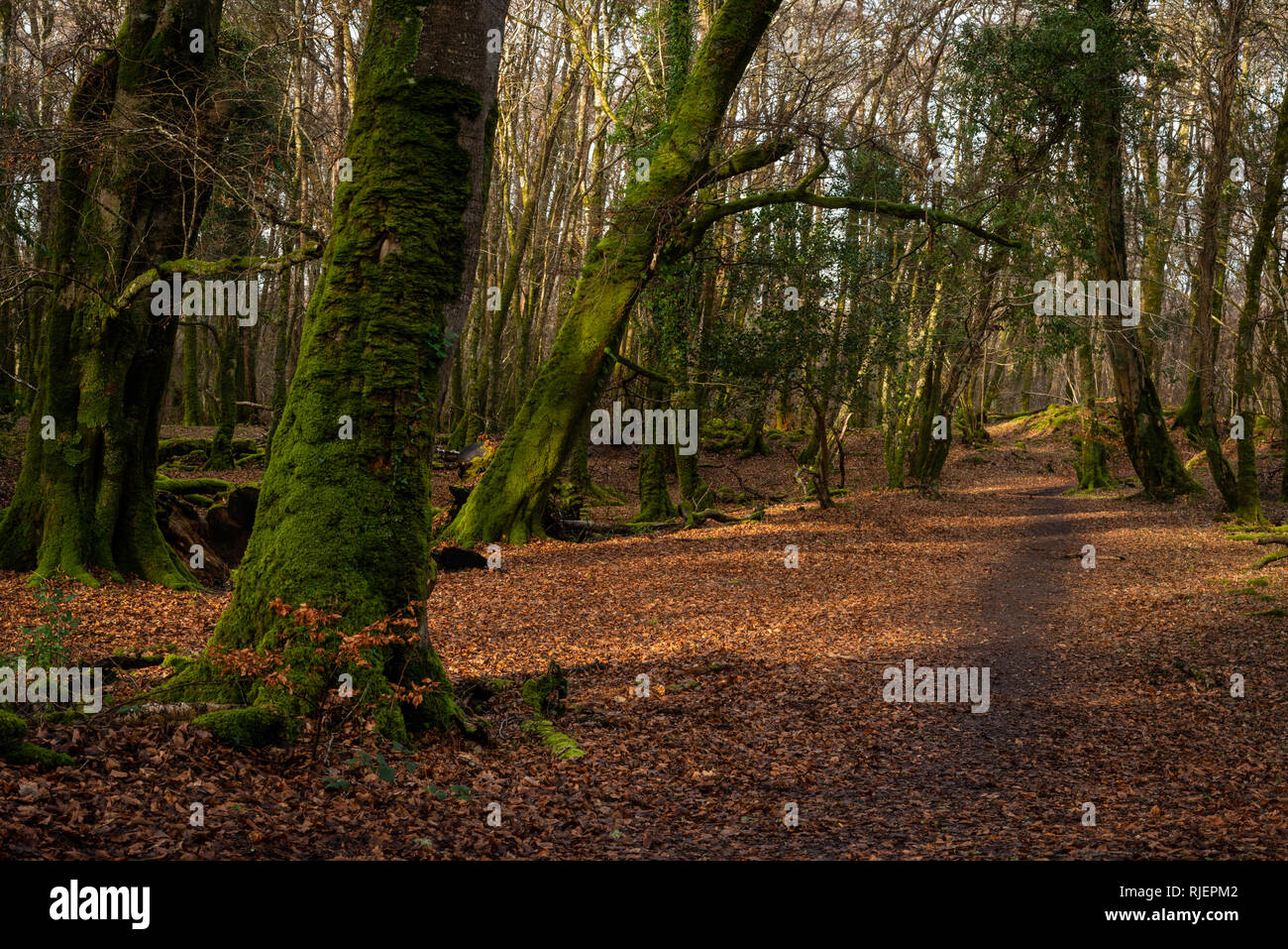 Forêt de bois vue sur le chemin et les arbres couverts de mousse dans l'île Ross, parc national Killarney, comté de Kerry, Irlande Banque D'Images