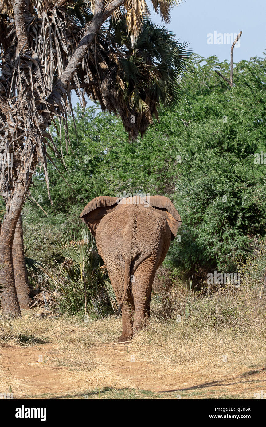 Les éléphants au Kenya, Afrique Banque D'Images