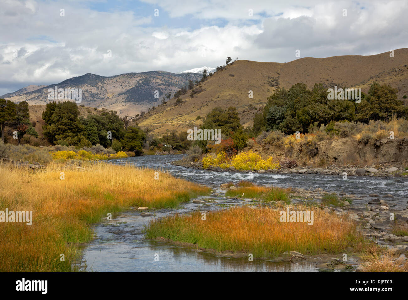 WY03192-00...WYOMING - la couleur de l'automne le long de la rivière à partir de l'ébullition Gardiner River Trail dans le Parc National de Yellowstone. Banque D'Images WY03192-00...WYOMING - la couleur de l'automne le long de la rivière à partir de l'ébullition Gardiner River Trail dans le Parc National de Yellowstone. Banque D'Images