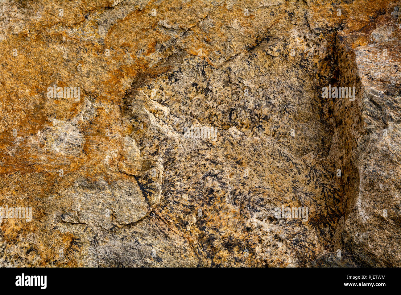 Un phaneritic, gabbro, roche ignée intrusive mafique résultant du refroidissement lent riches en magnésium de magma riche en fer et en une masse holocrystalline insid Banque D'Images