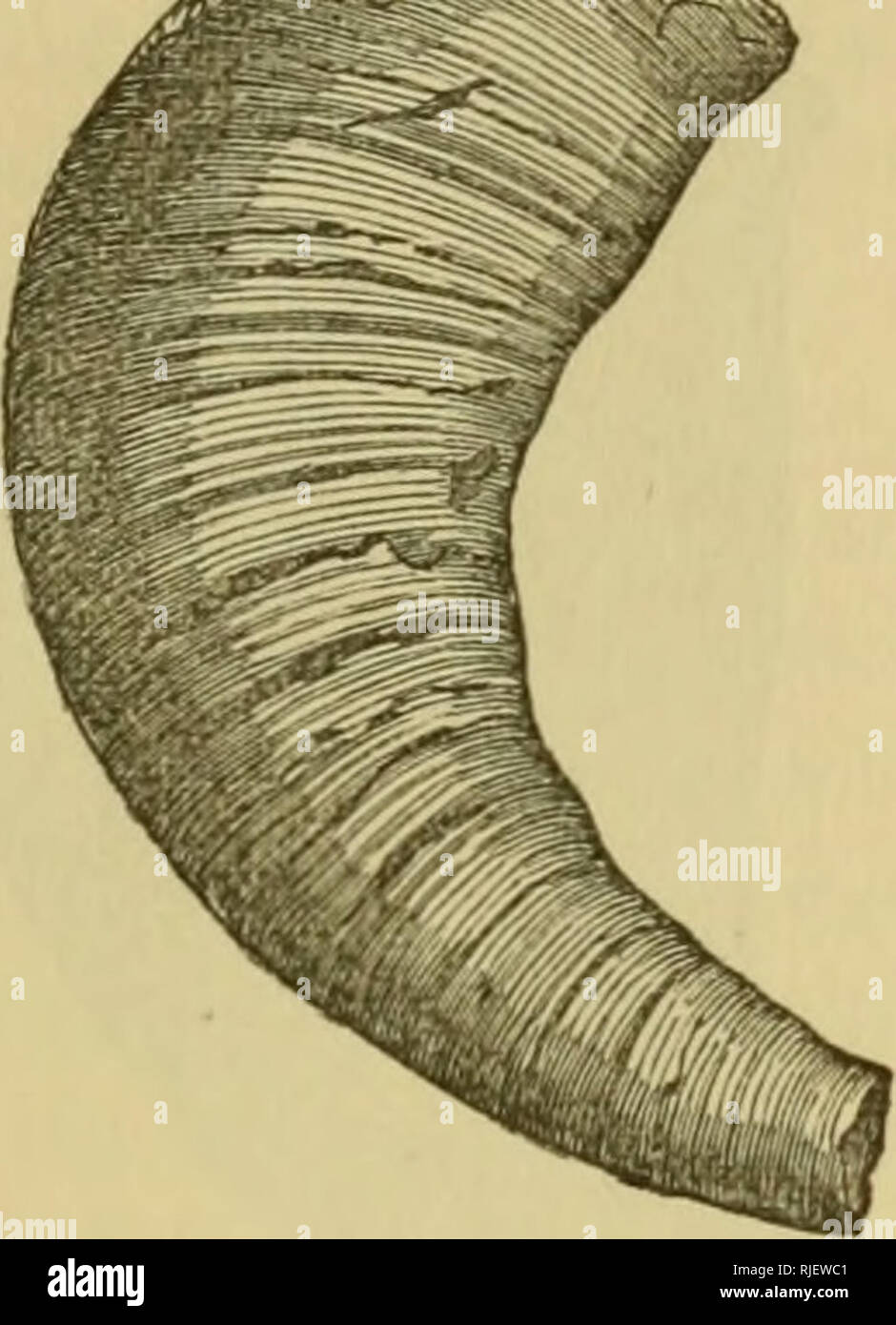 Catalogues des fossiles du Silurien de l'île d'Anticosti, avec des  descriptions de nouveaux genres et espèces. La paléontologie, la  paléontologie. 85 0. Remus, n. sp.-voici les caractères et les dimensions de