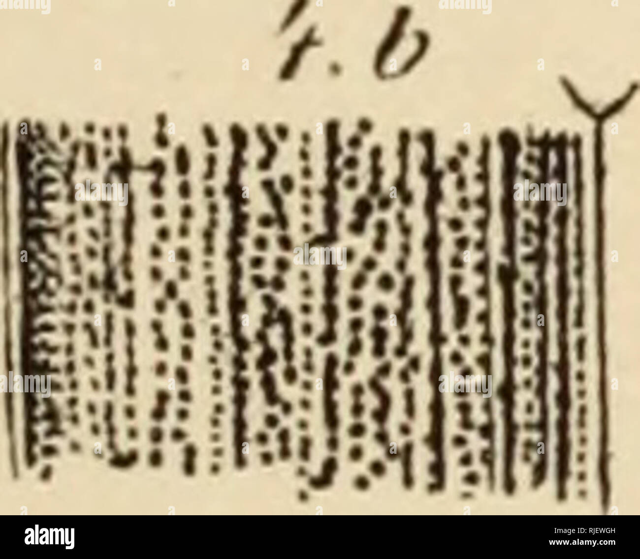 Catalogue Synonymique Et Systematique Des Coleopteres De La Tribu Des Carabides Les Carabes Pi Iii La J B V Violaceuf T Gt Cur A Tho Cifeus Rar J B A Ay Nfa Rrt E T Tr E De Exaiptrufus